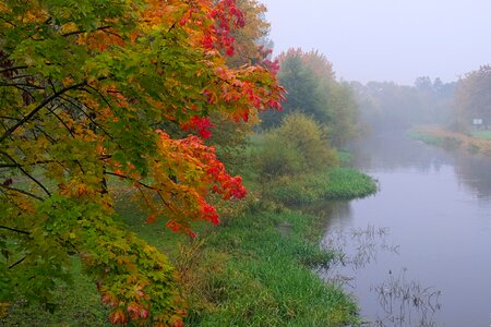 Poland nature morning mist