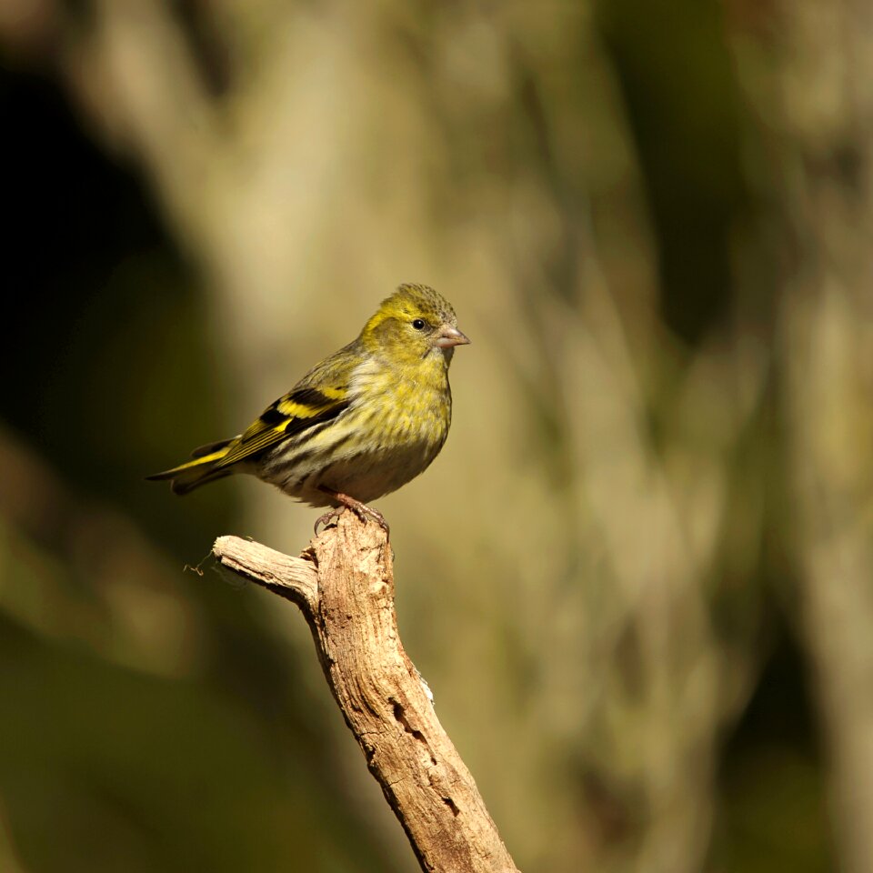 Songbird siskins garden