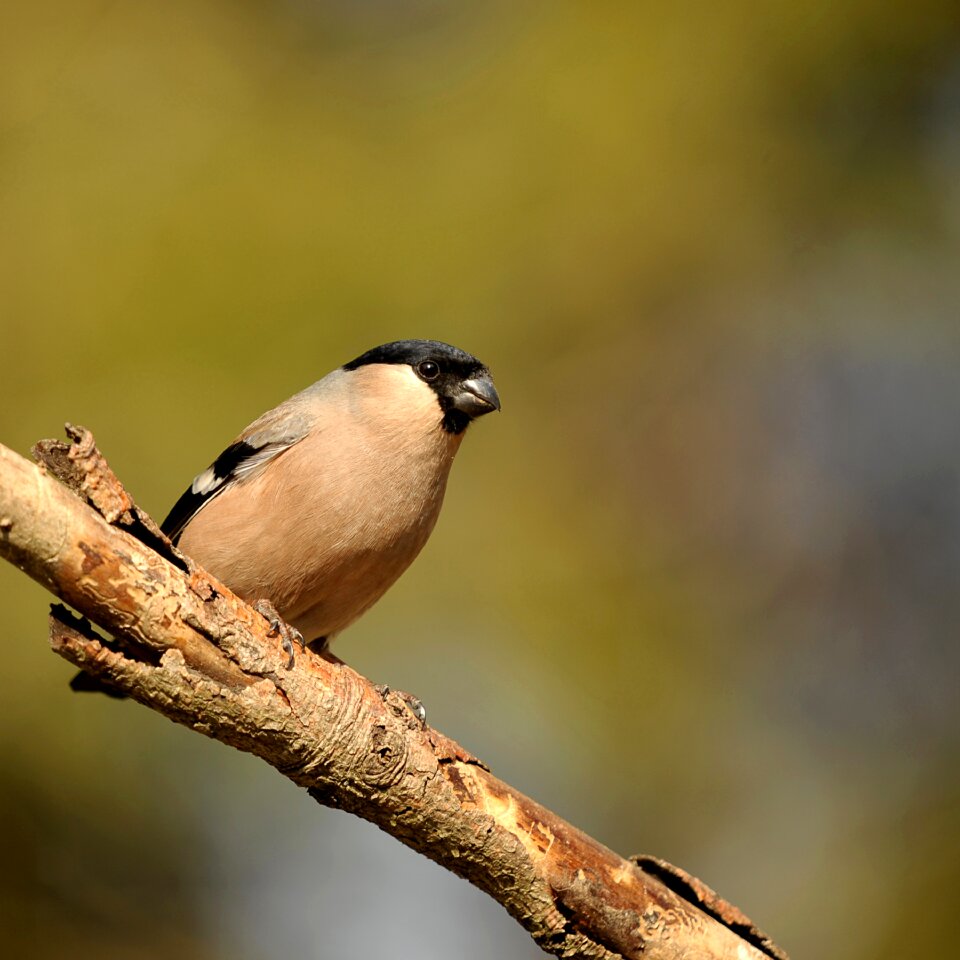 Songbird gimpel garden