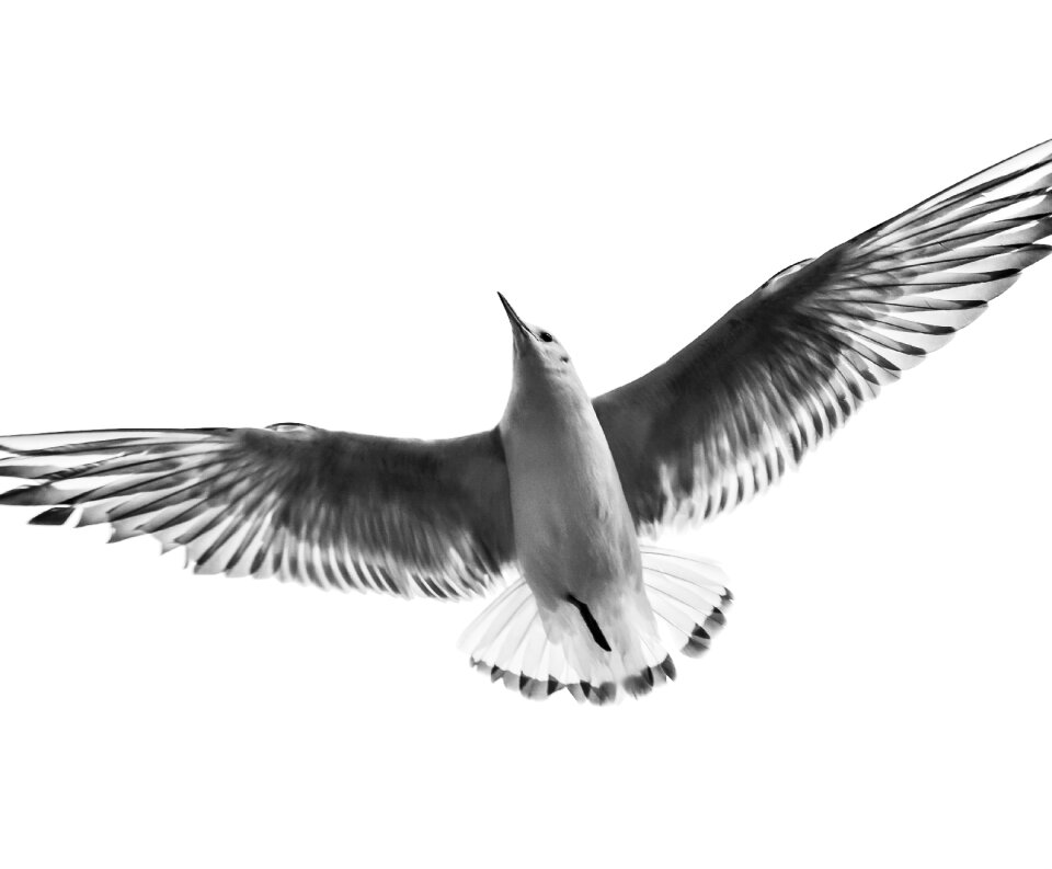 Fly wings animal
