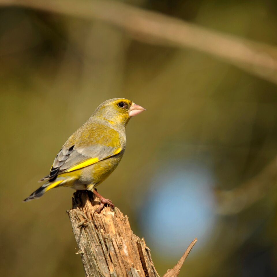 Songbird greenfinch garden
