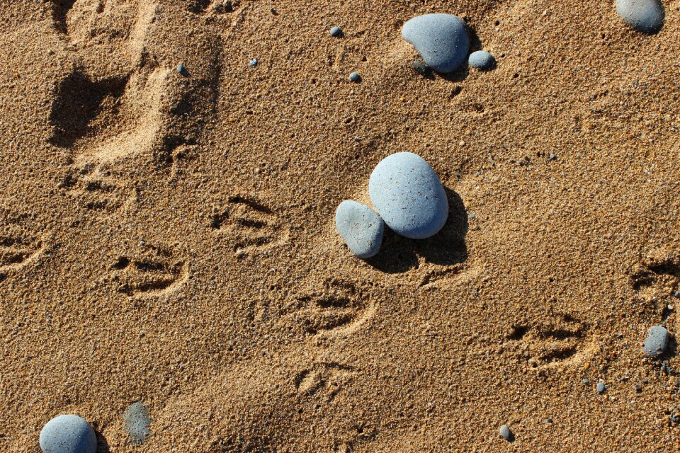 Animal tracks beach penguin tracks