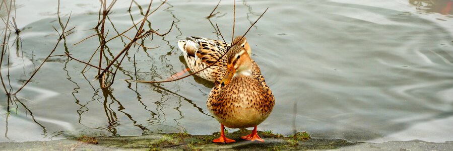Mallard water bird pond photo