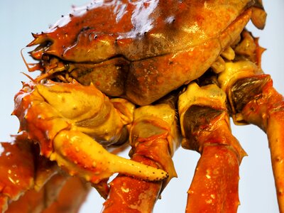 King crab norway crab