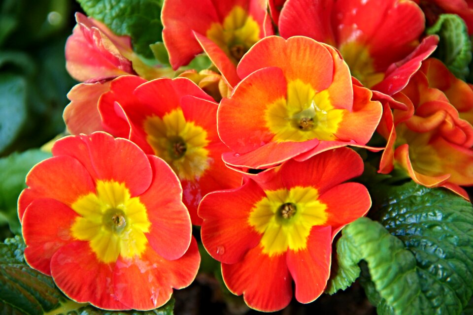 Flowers yellow red