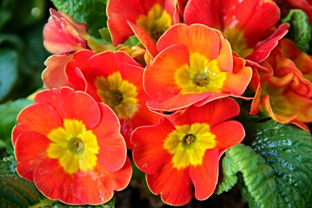 Flowers yellow red