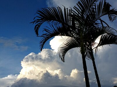 Palm trees climate tropical photo