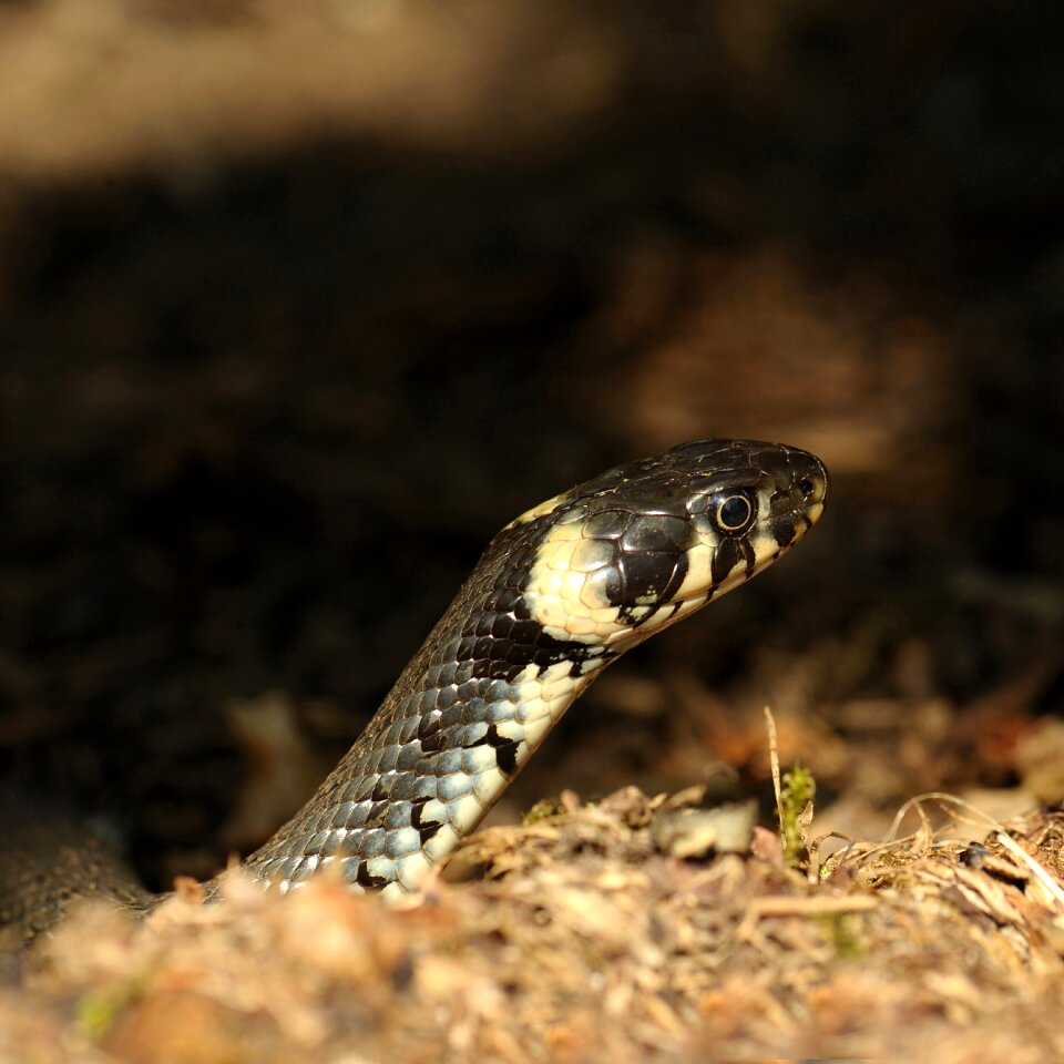 Nature animal grass snake