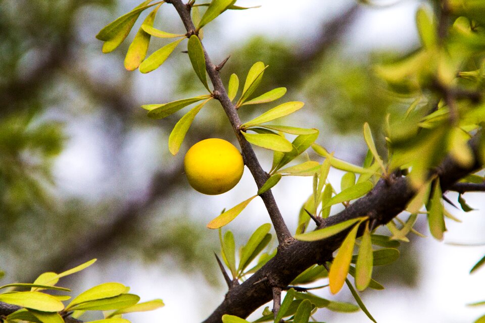 Leaf plant argan gold cosmetics