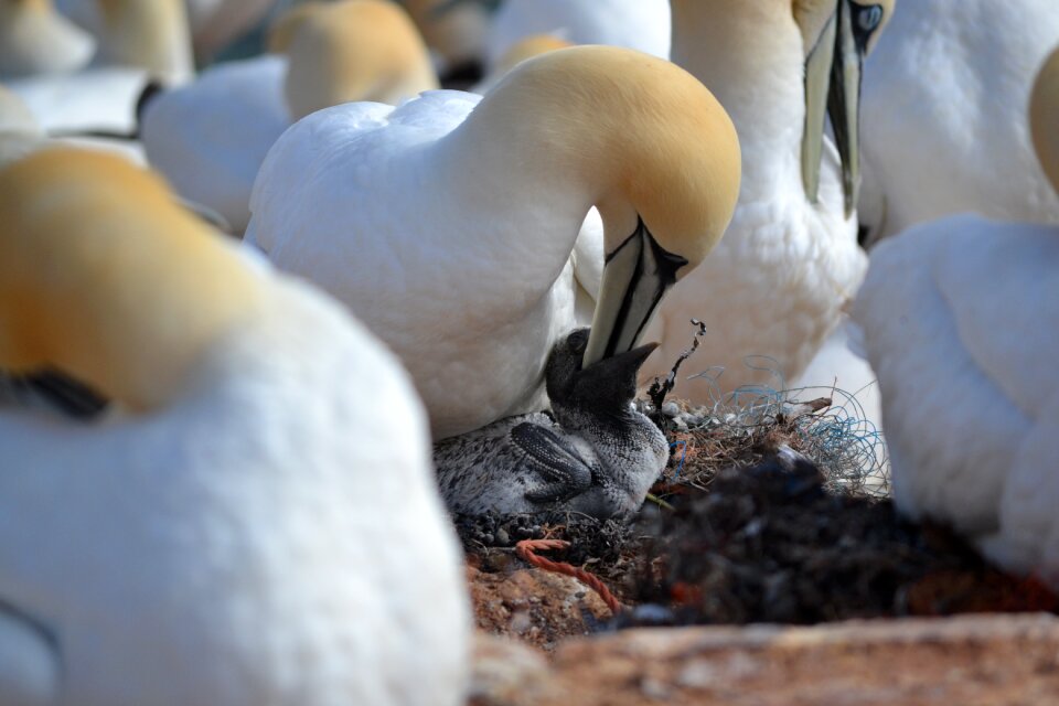 Hatching bird helgoland