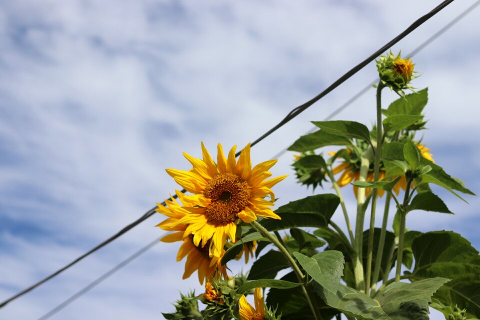 Sunflower nature country