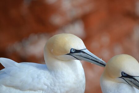 Bird nature northern gannet