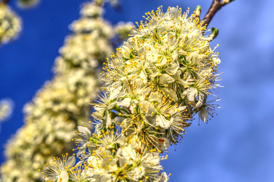 Plum tree fruit tree