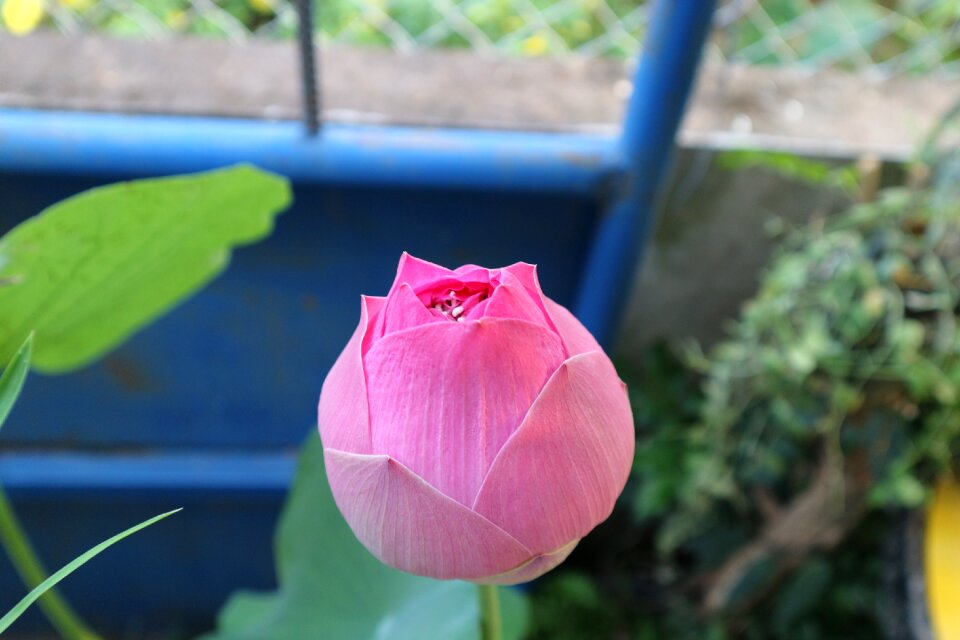 Lotus pink lotus flowers