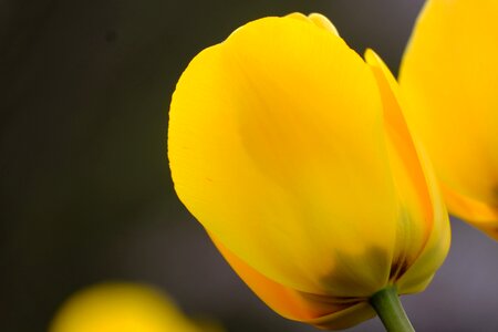 Plant vivid tulip photo