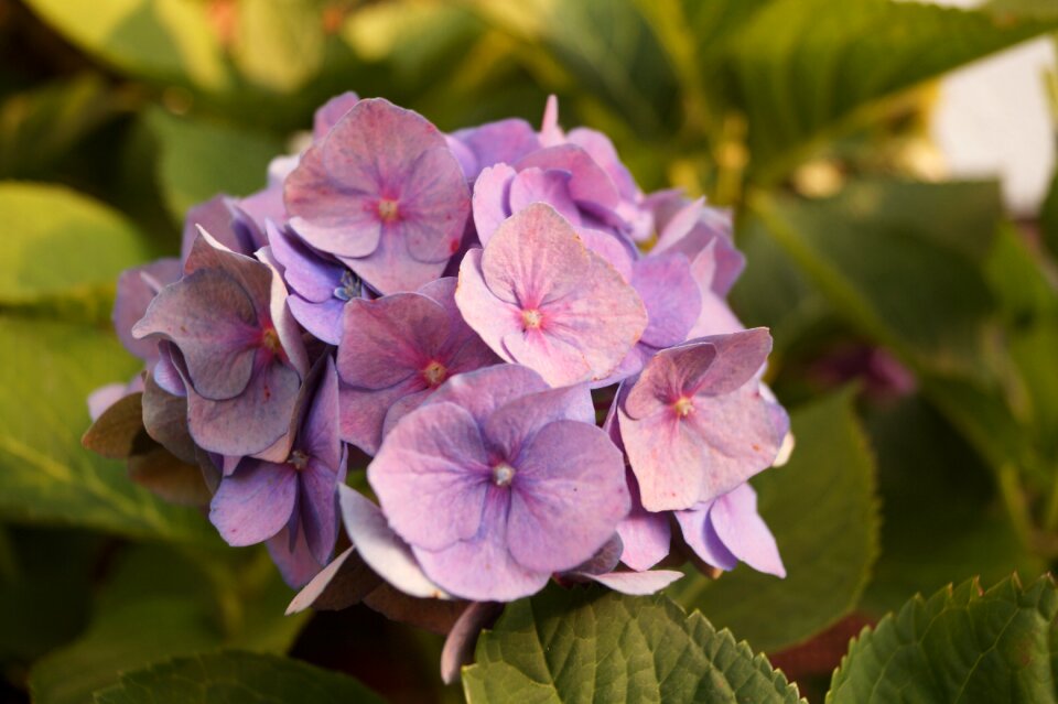 Summer purple violet