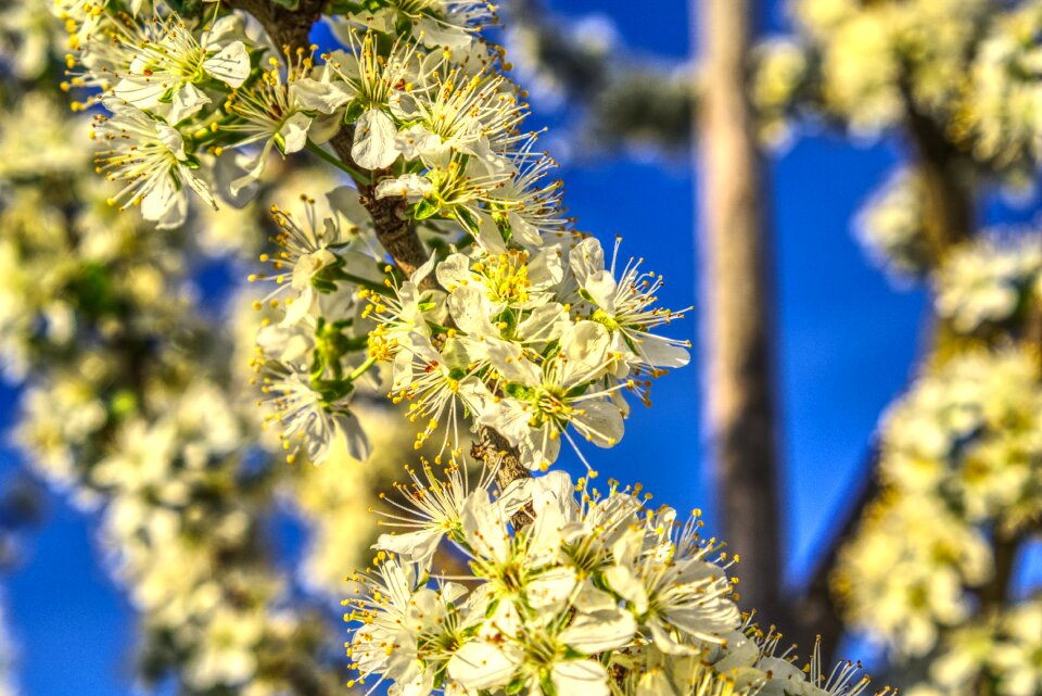 Plum tree fruit tree