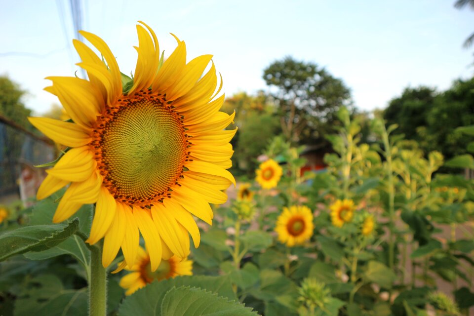 Sunflower yellow flowers