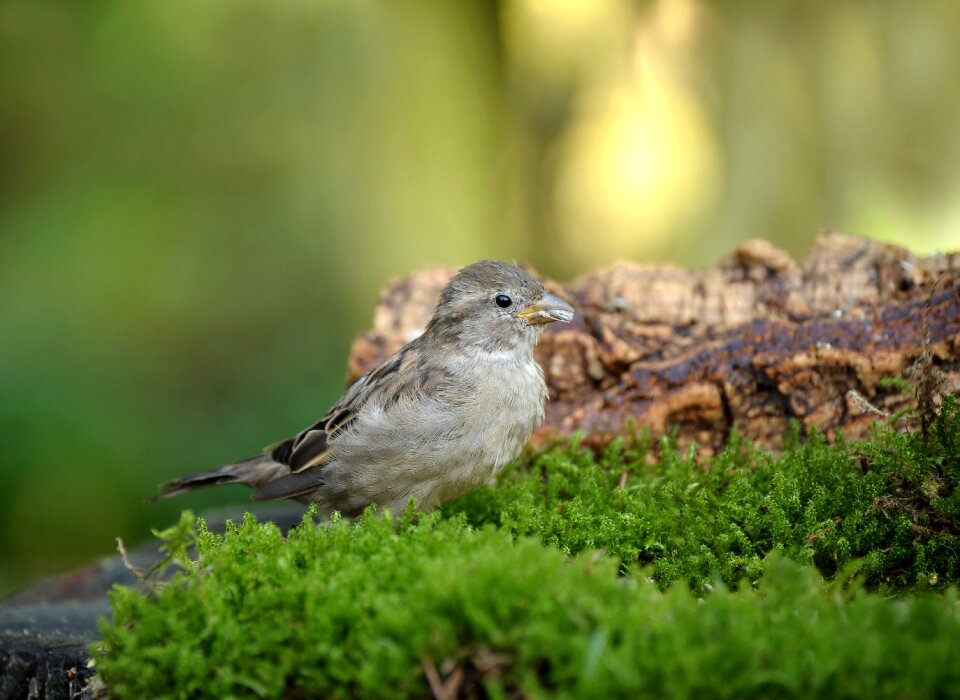 Songbird sparrow garden