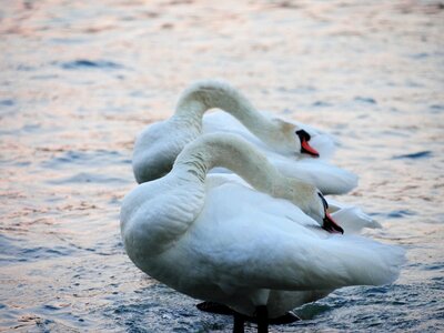 Water bird animal nature