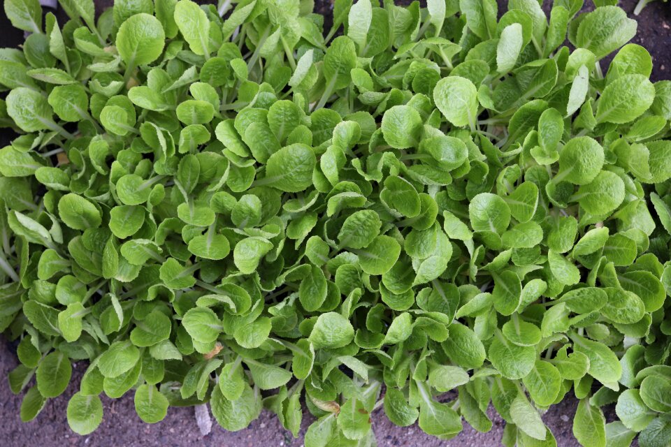 Seedlings lettuce vegetables