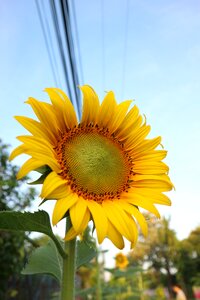 Sunflower yellow flowers