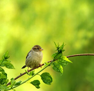 Songbird sparrow garden photo