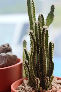 Cactus cafe free
