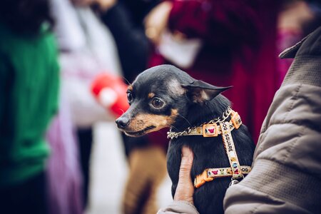 Domestic animals canine puppy