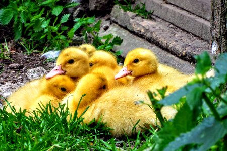 Duckling spinning top animal