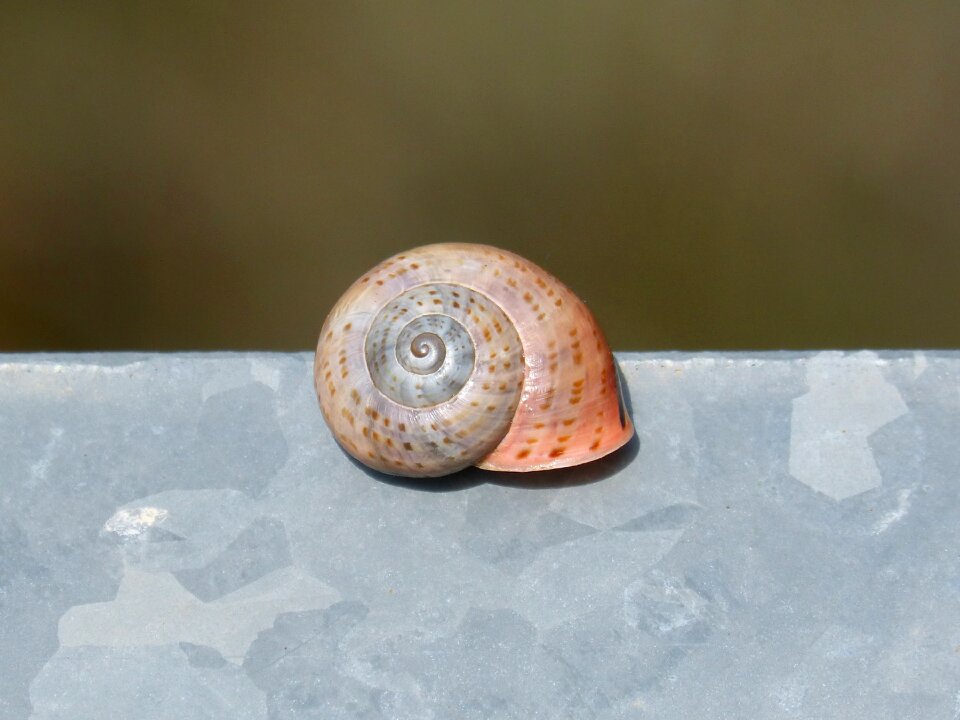 Seafood approach spiral