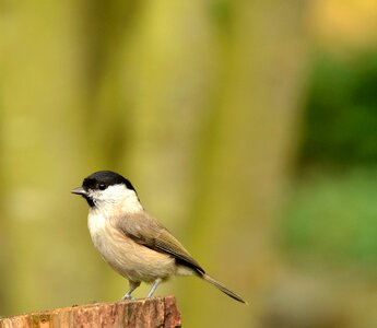 Songbird marsh tit garden photo