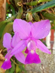 Lilac orchid nature orquidea