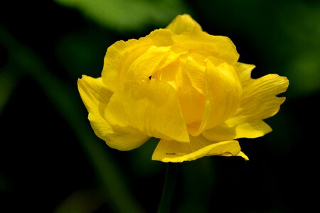 Yellow nature plant