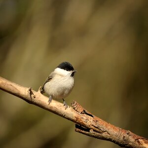 Songbird marsh tit garden photo