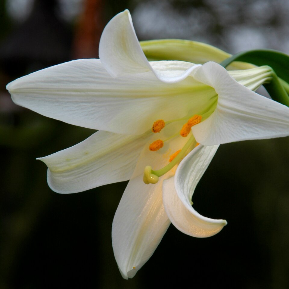 Beauty bloom macro