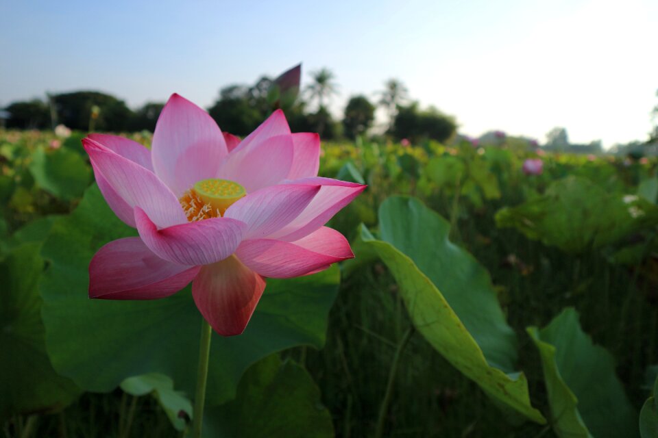 Flowers lotus lotus colors