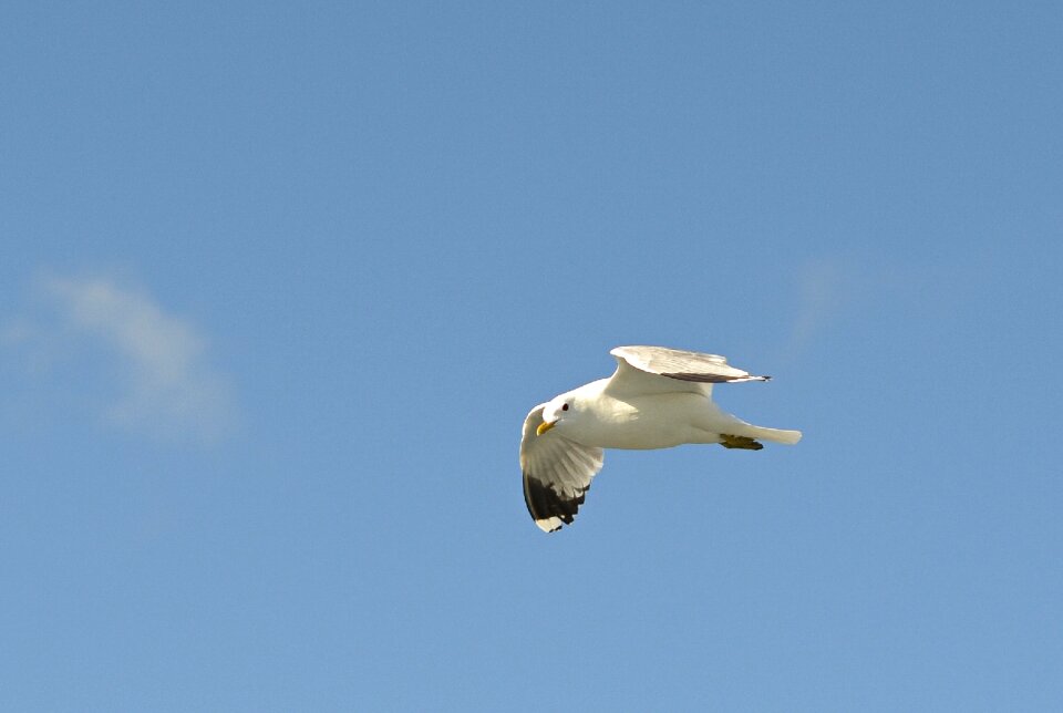 North sea animal nature