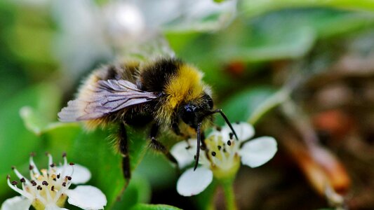 Nature insect pollination