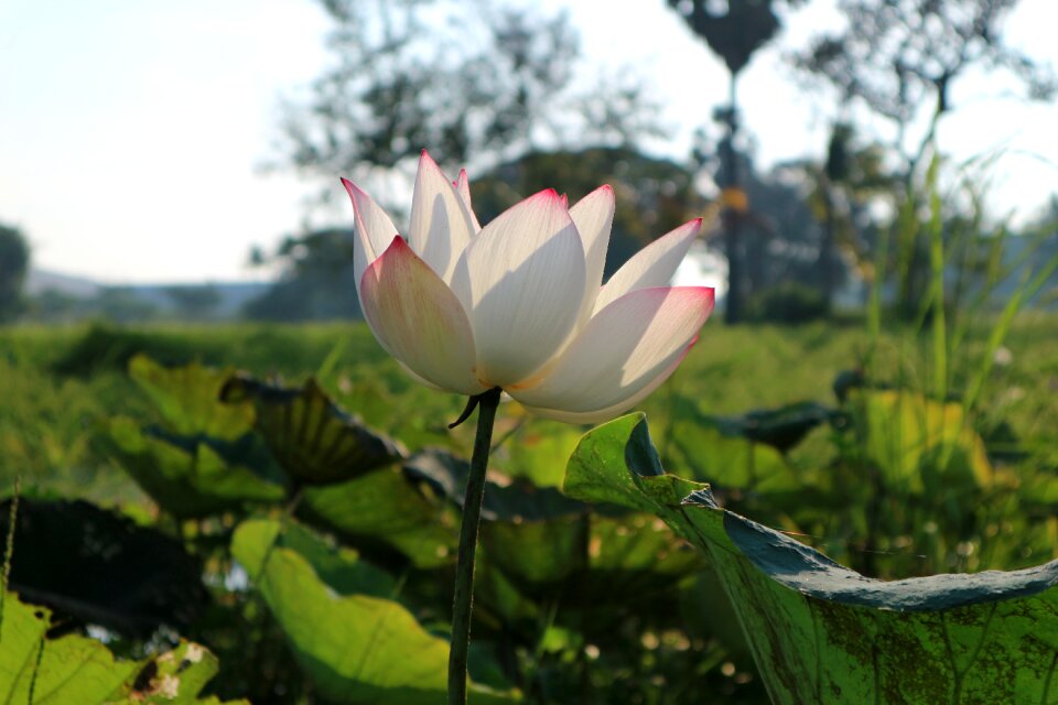 Flowers lotus lotus colors