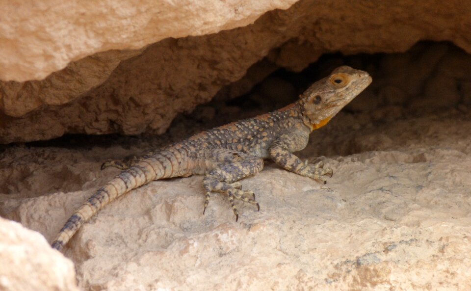 Nature animals desert