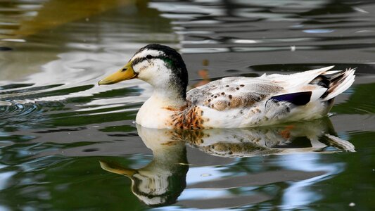 Duck mare body of water