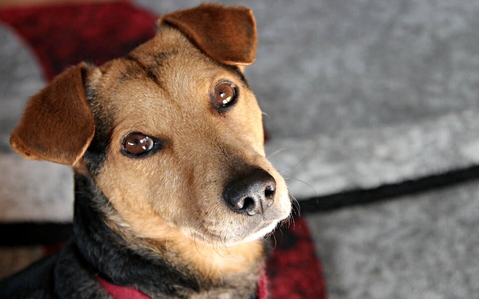 Portrait pet animal