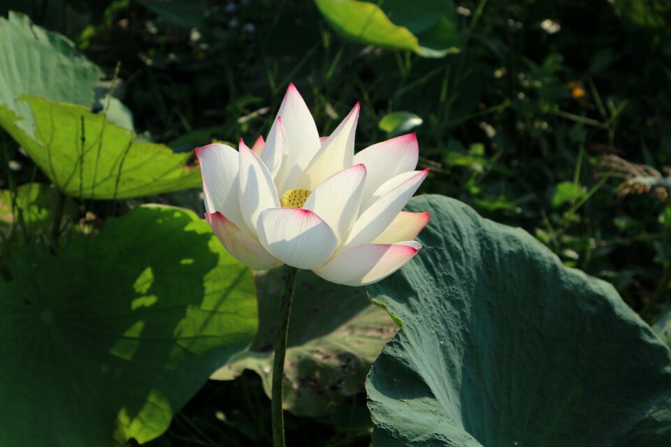 Flowers lotus lotus colors