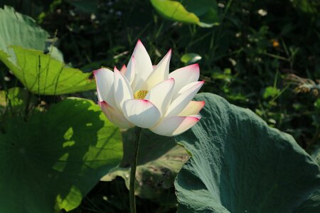 Flowers lotus lotus colors photo