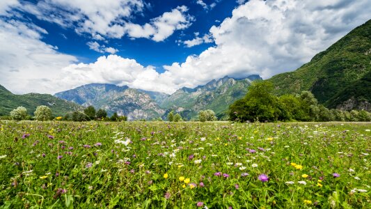 Flowers lombardy mountains