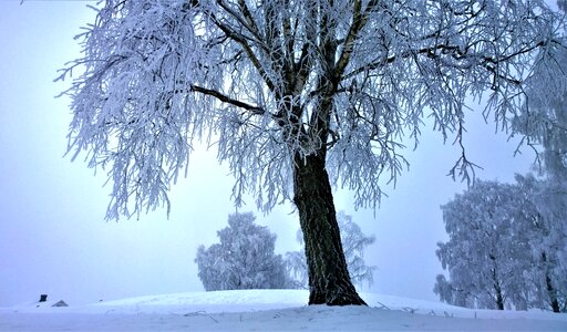 Winter landscape winter magic morning card photo