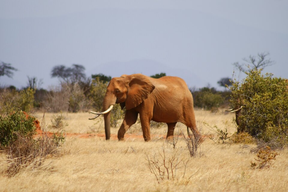Grass nature elephant
