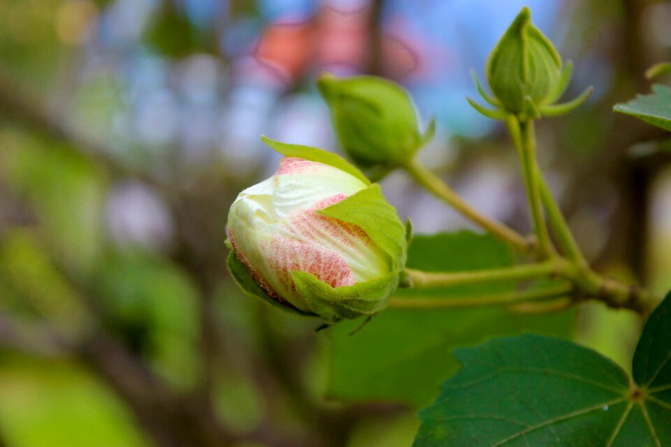 Floral nature plant