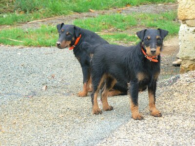 Dog jagd terrier